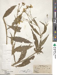 Bidens aurea image