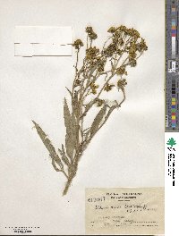 Bidens aurea image