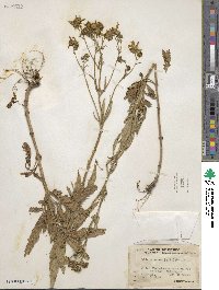 Bidens aurea image