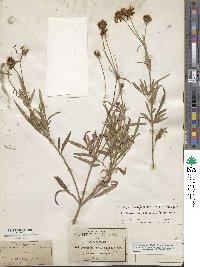 Image of Bidens cordylocarpa