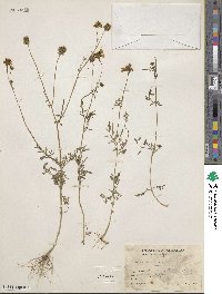 Bidens alba image