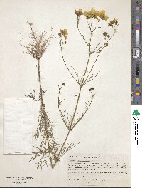 Bidens aurea image