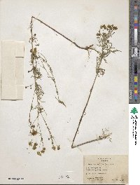 Bidens aurea image