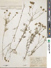 Bidens aurea image