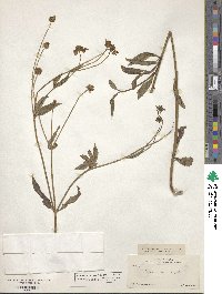 Bidens aurea image