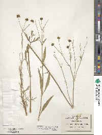 Bidens aurea image