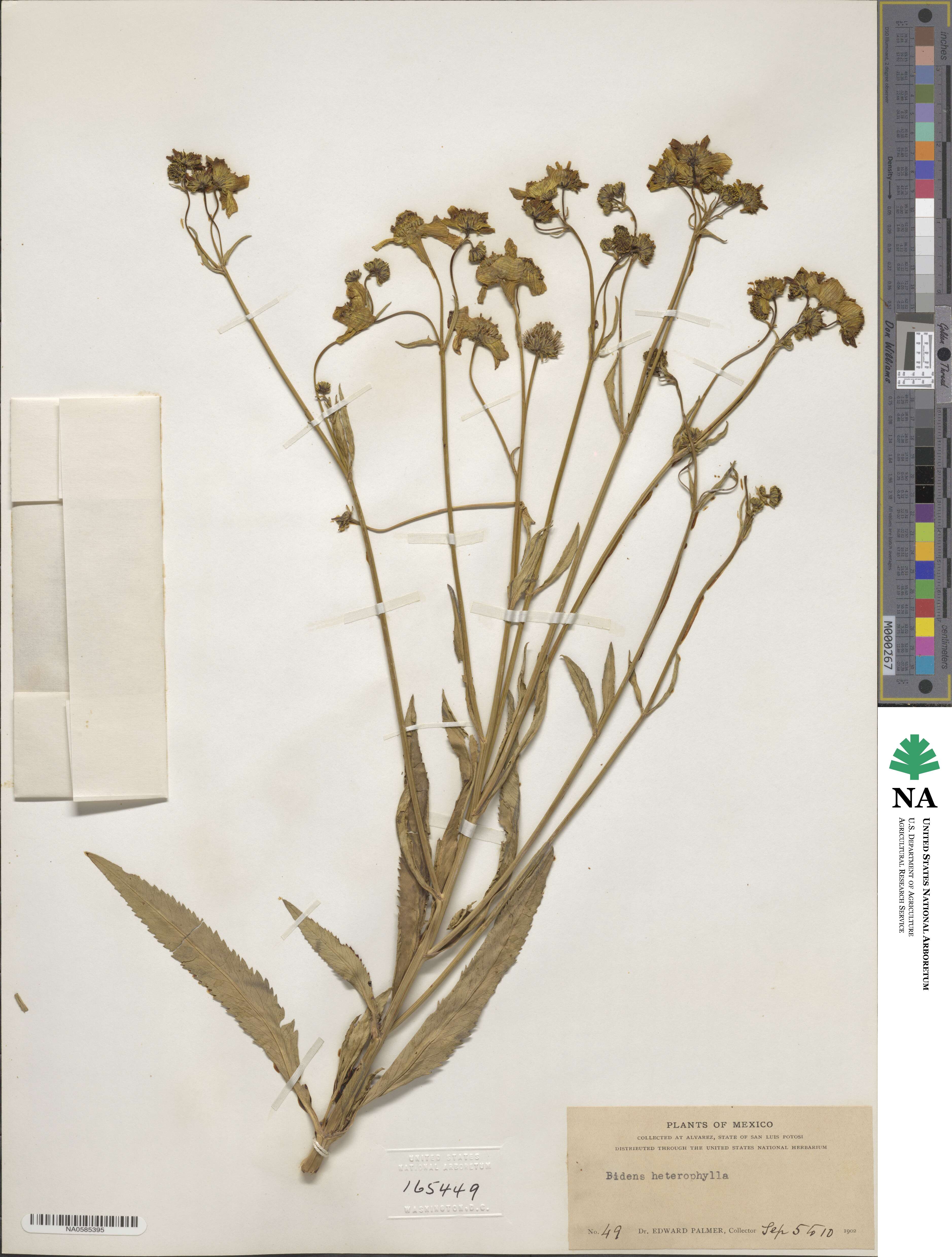 Bidens aurea image