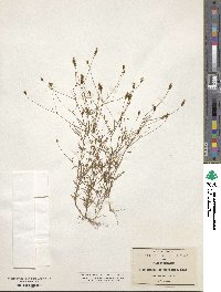 Bidens heterosperma image