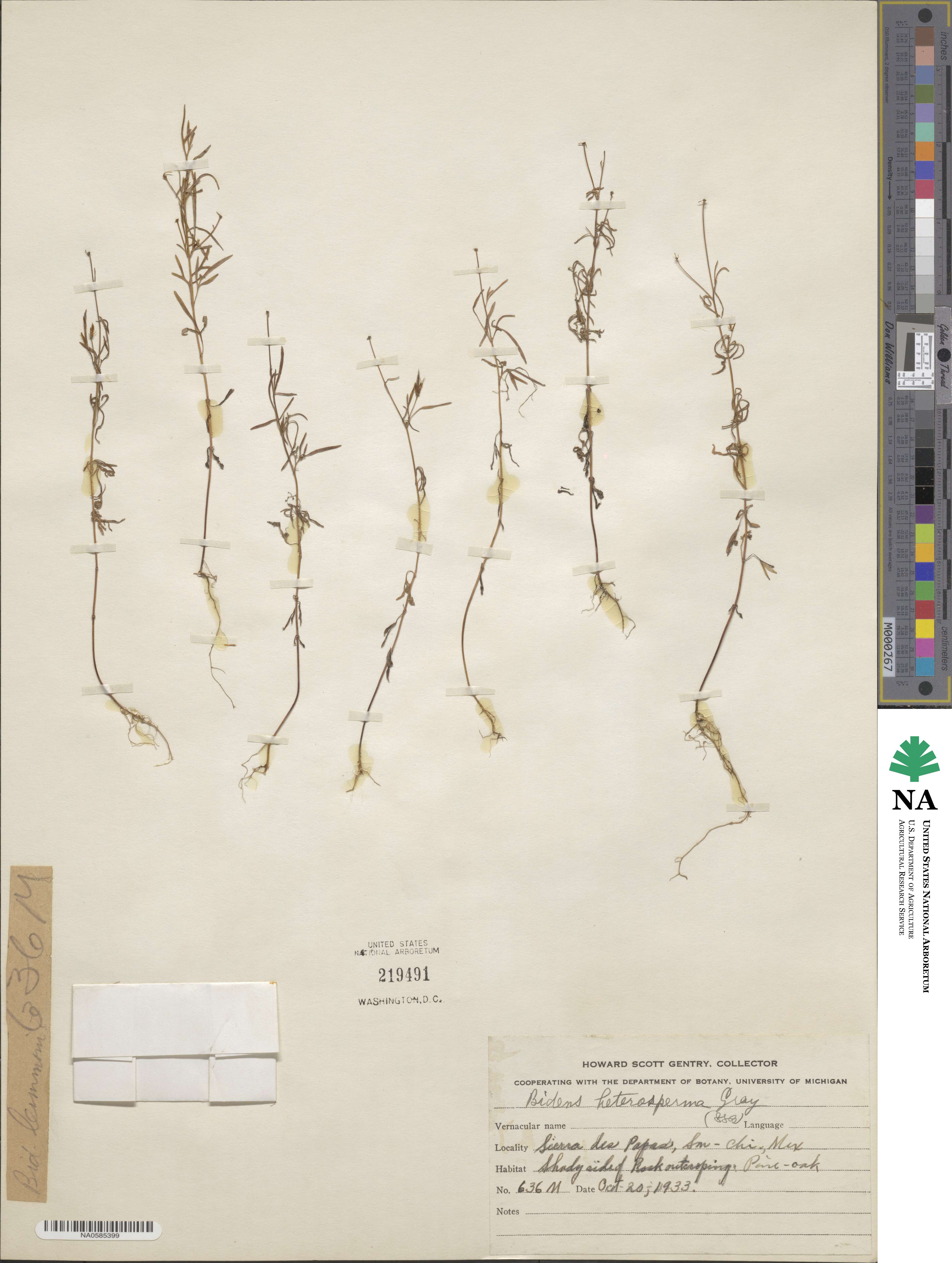 Bidens heterosperma image