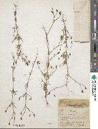 Bidens heterosperma image