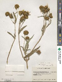 Bidens laevis image