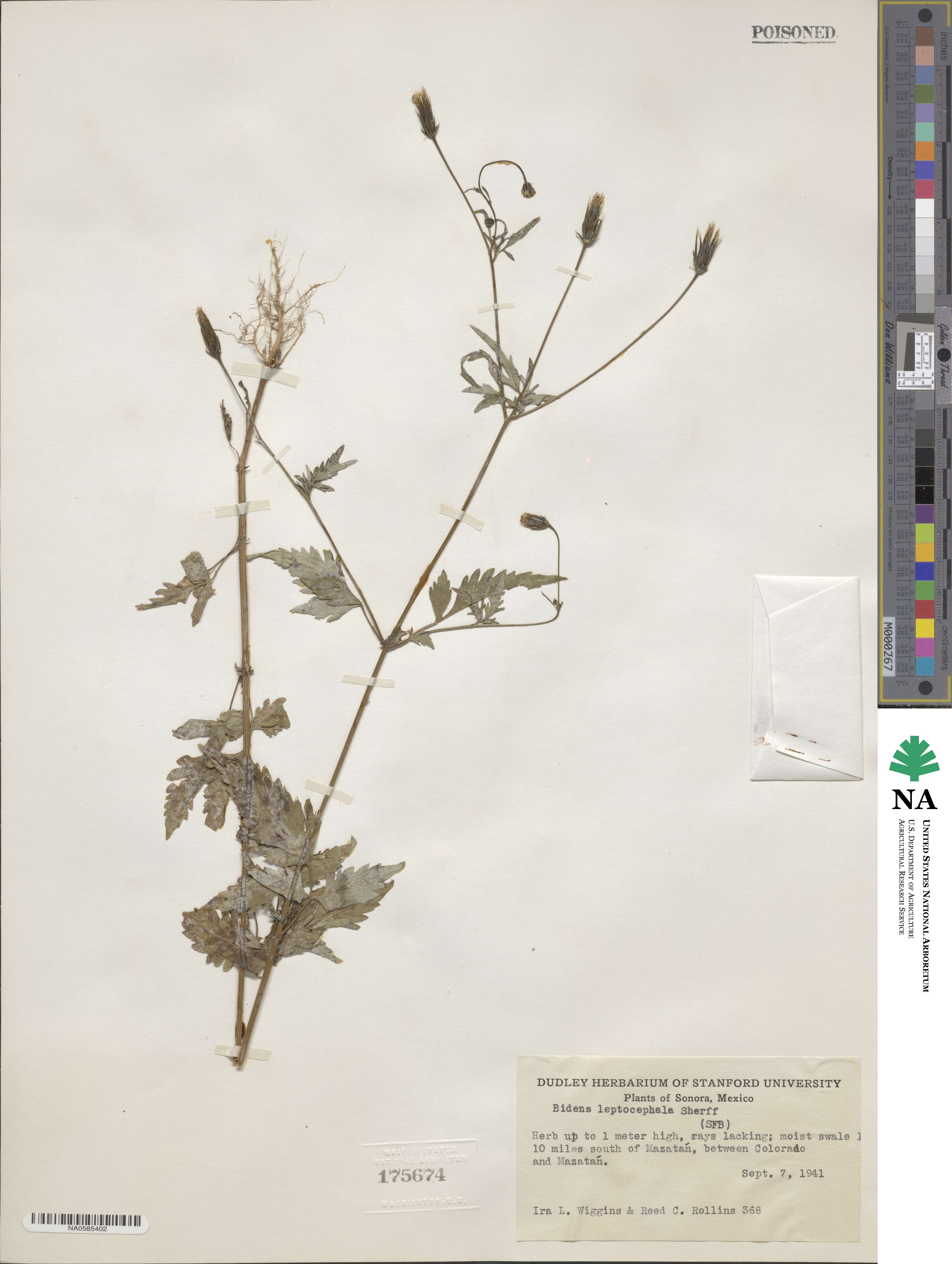 Bidens leptocephala image