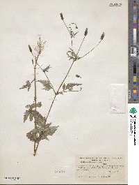 Bidens leptocephala image