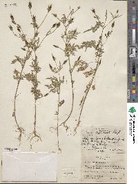 Bidens leptocephala image