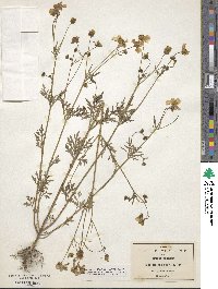 Bidens pilosa image