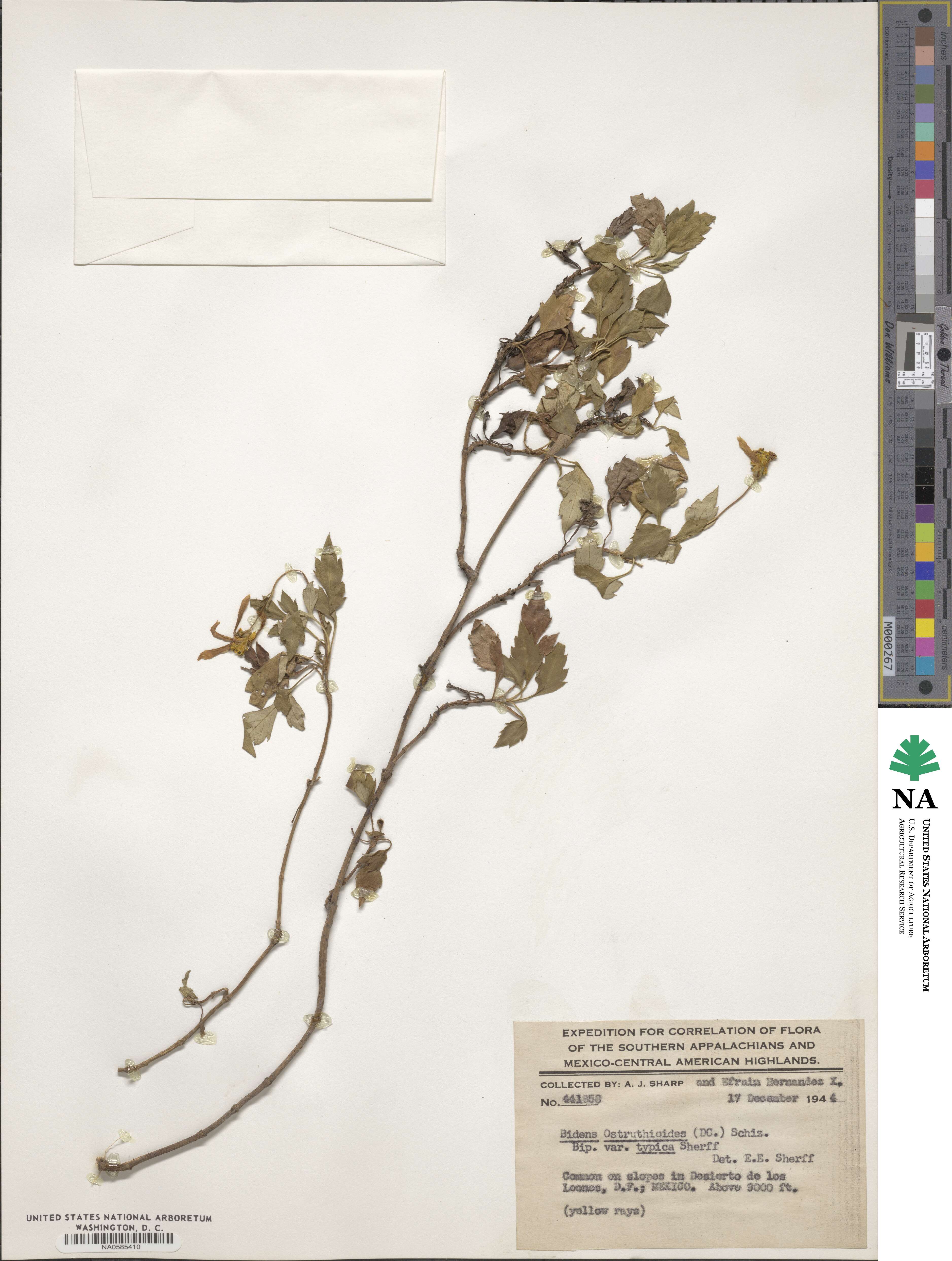 Bidens ostruthioides image