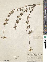 Bidens ostruthioides image