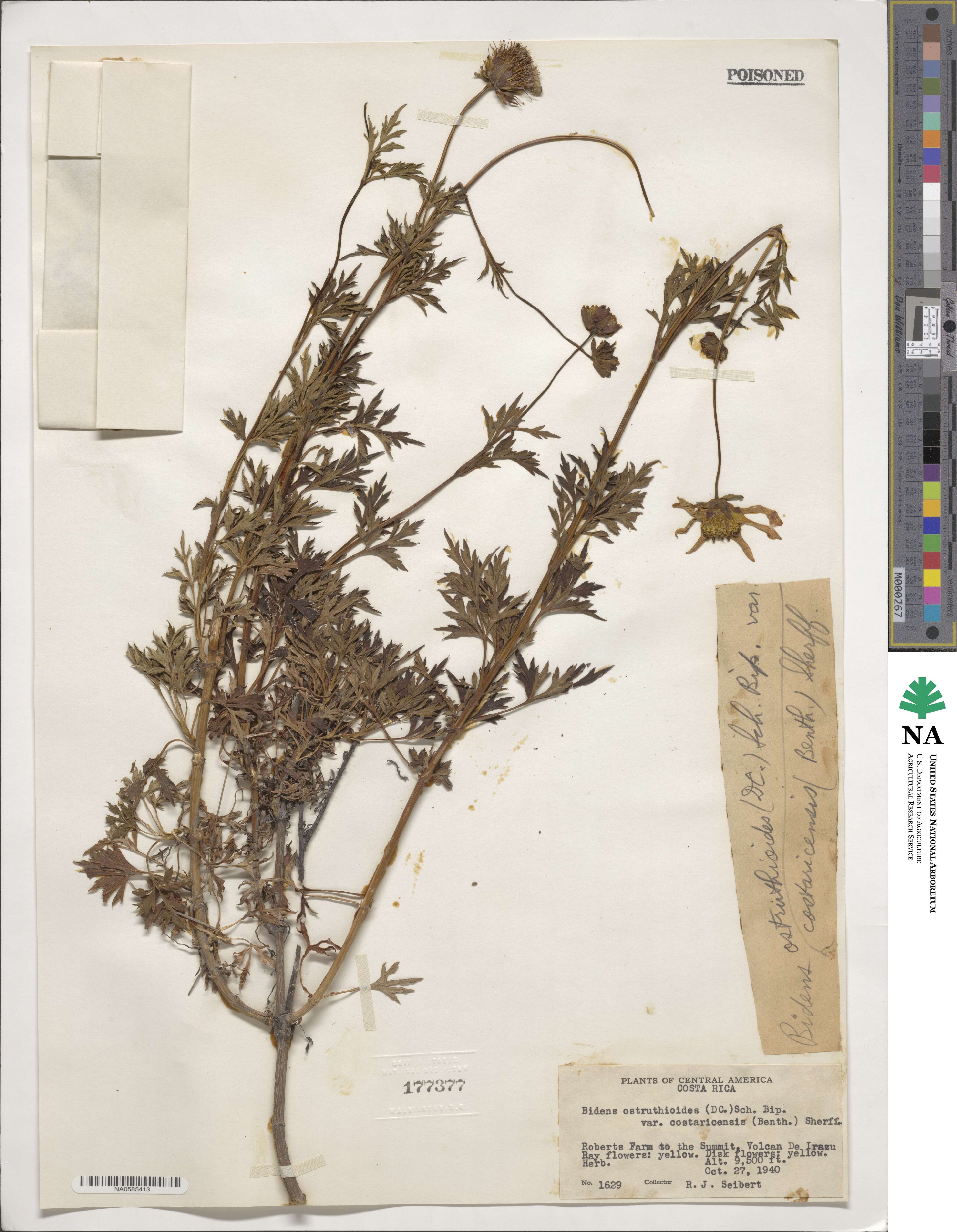 Bidens ostruthioides image