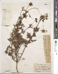 Bidens ostruthioides image