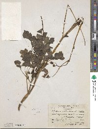 Bidens ostruthioides image