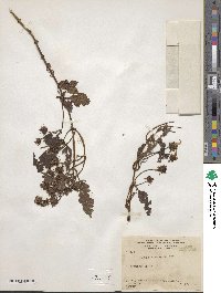 Bidens squarrosa image