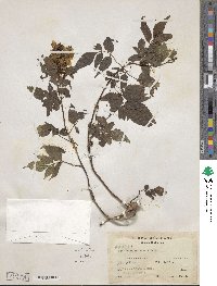 Bidens squarrosa image