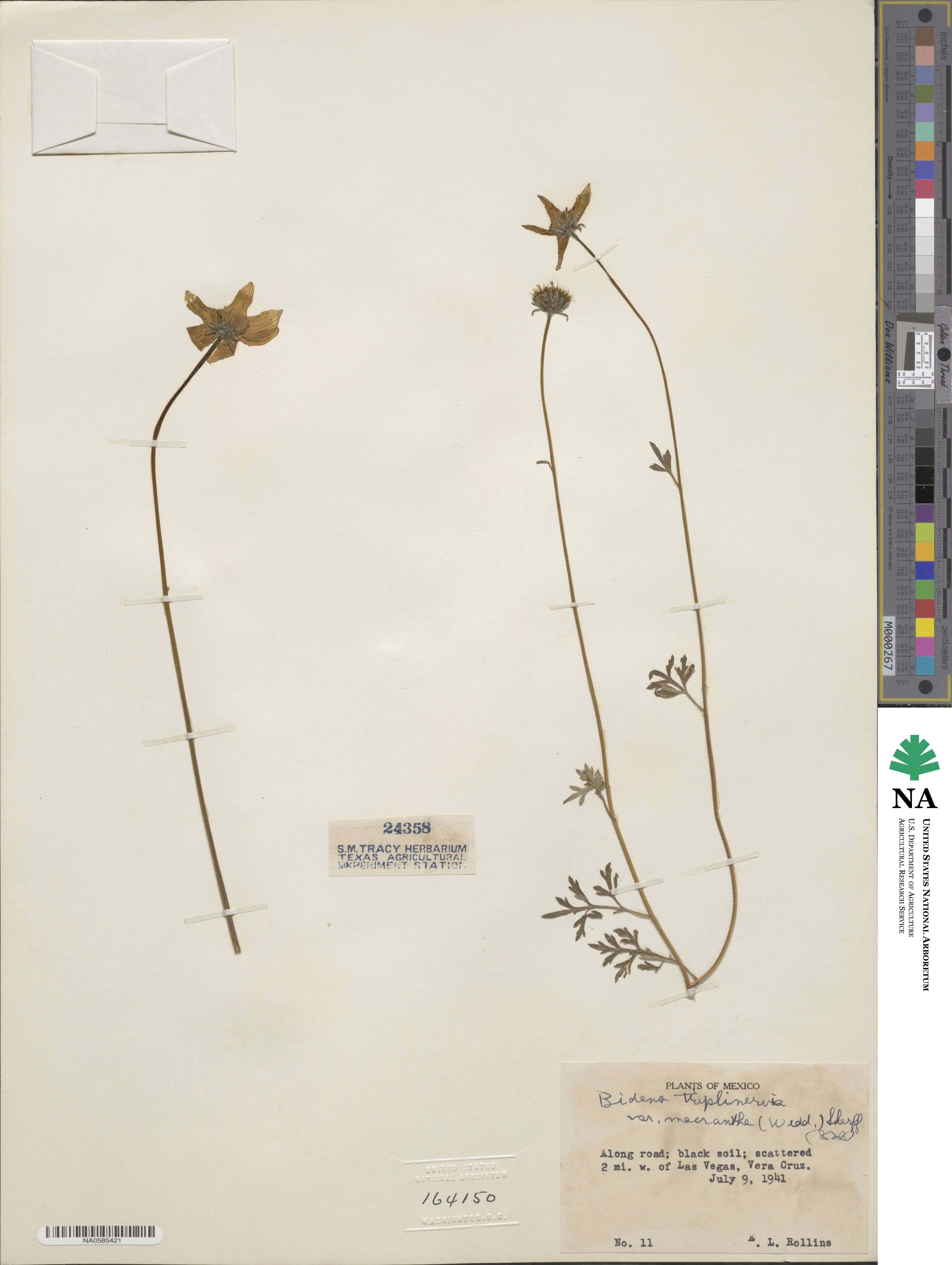 Bidens triplinervia var. macrantha image