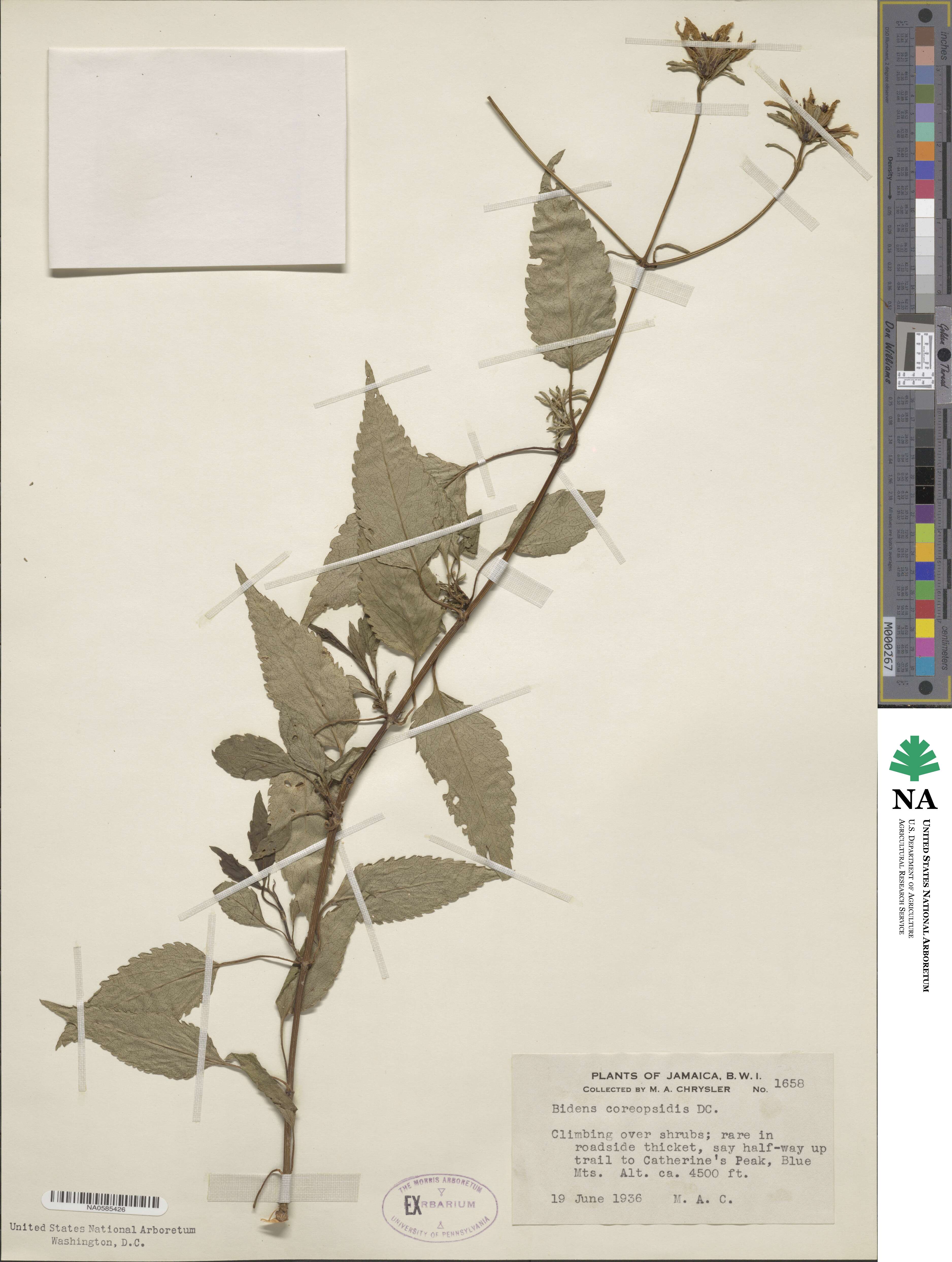 Bidens reptans image