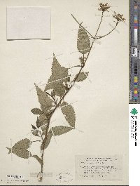 Bidens reptans image