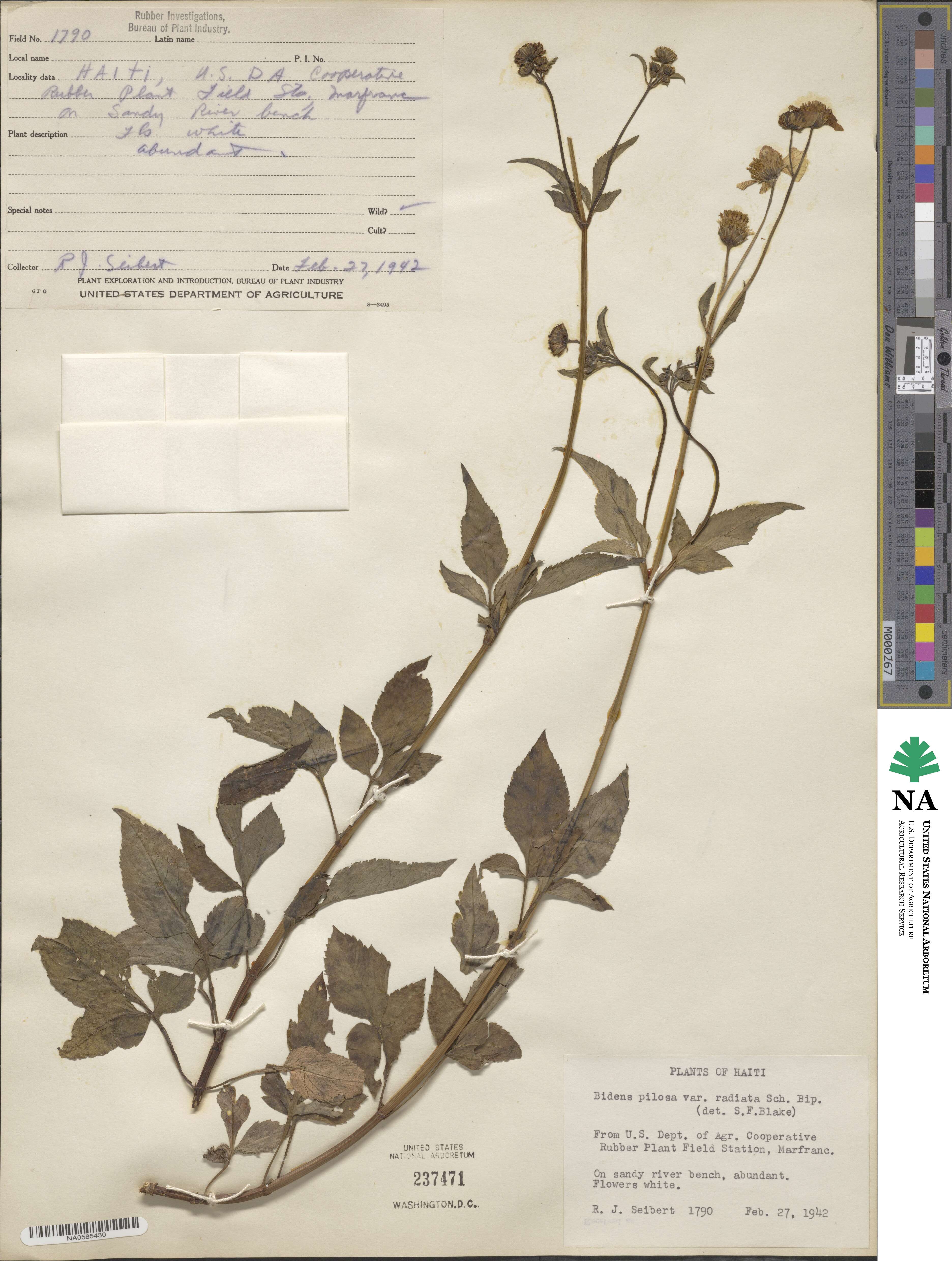 Bidens alba image