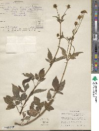 Bidens alba var. radiata image