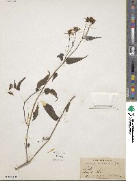 Bidens reptans image