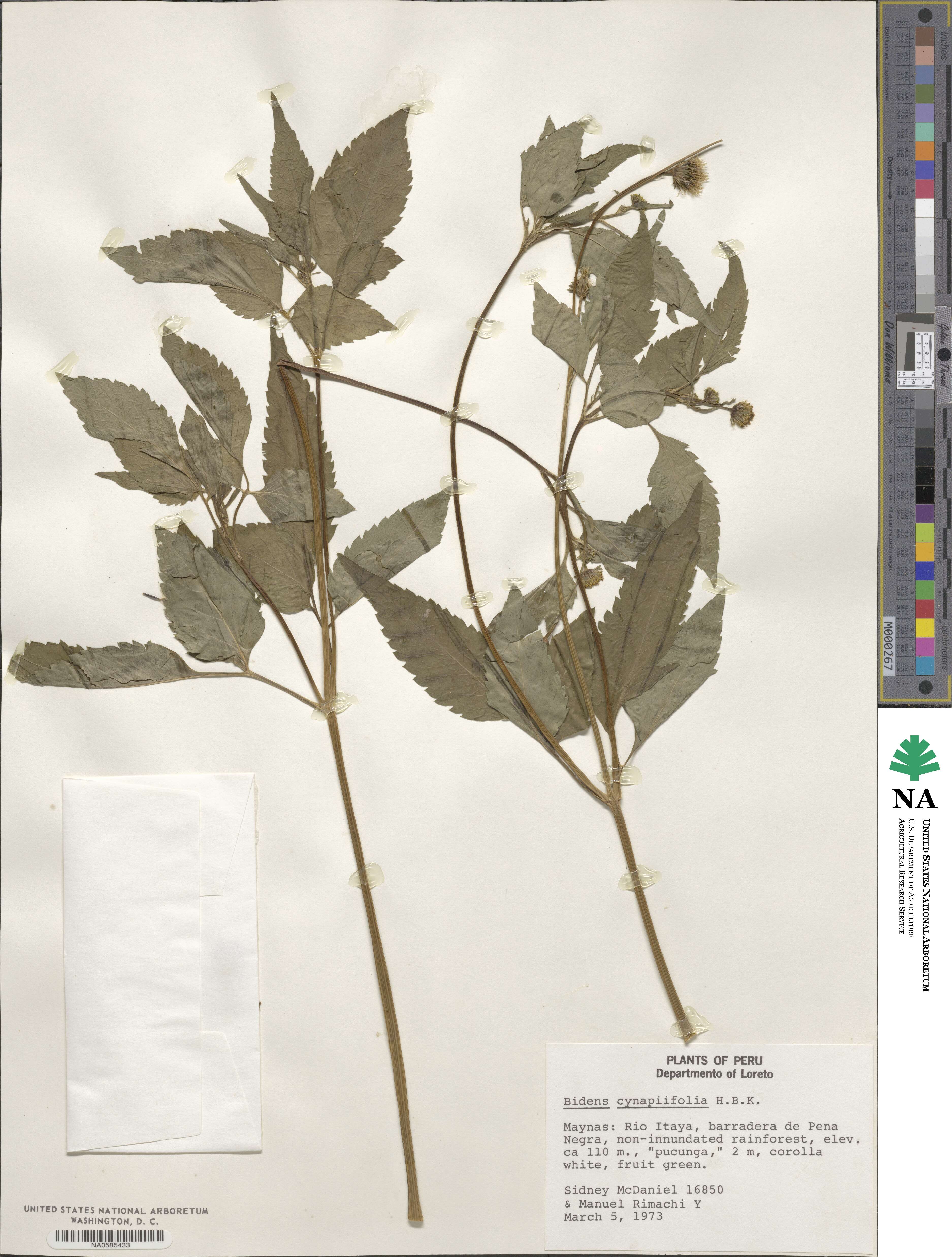 Bidens cynapiifolia image