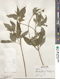 Bidens cynapiifolia image