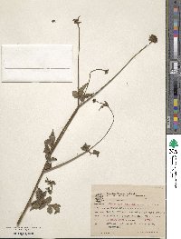 Image of Bidens gardneri