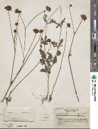 Bidens gardneri image