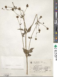 Bidens pilosa image