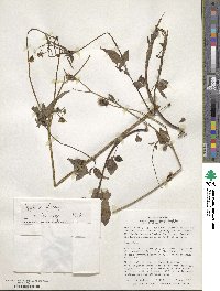 Bidens pilosa image