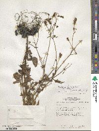 Bidens pilosa image