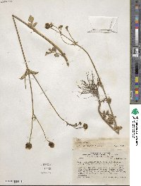 Bidens pilosa image