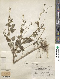 Bidens pilosa image