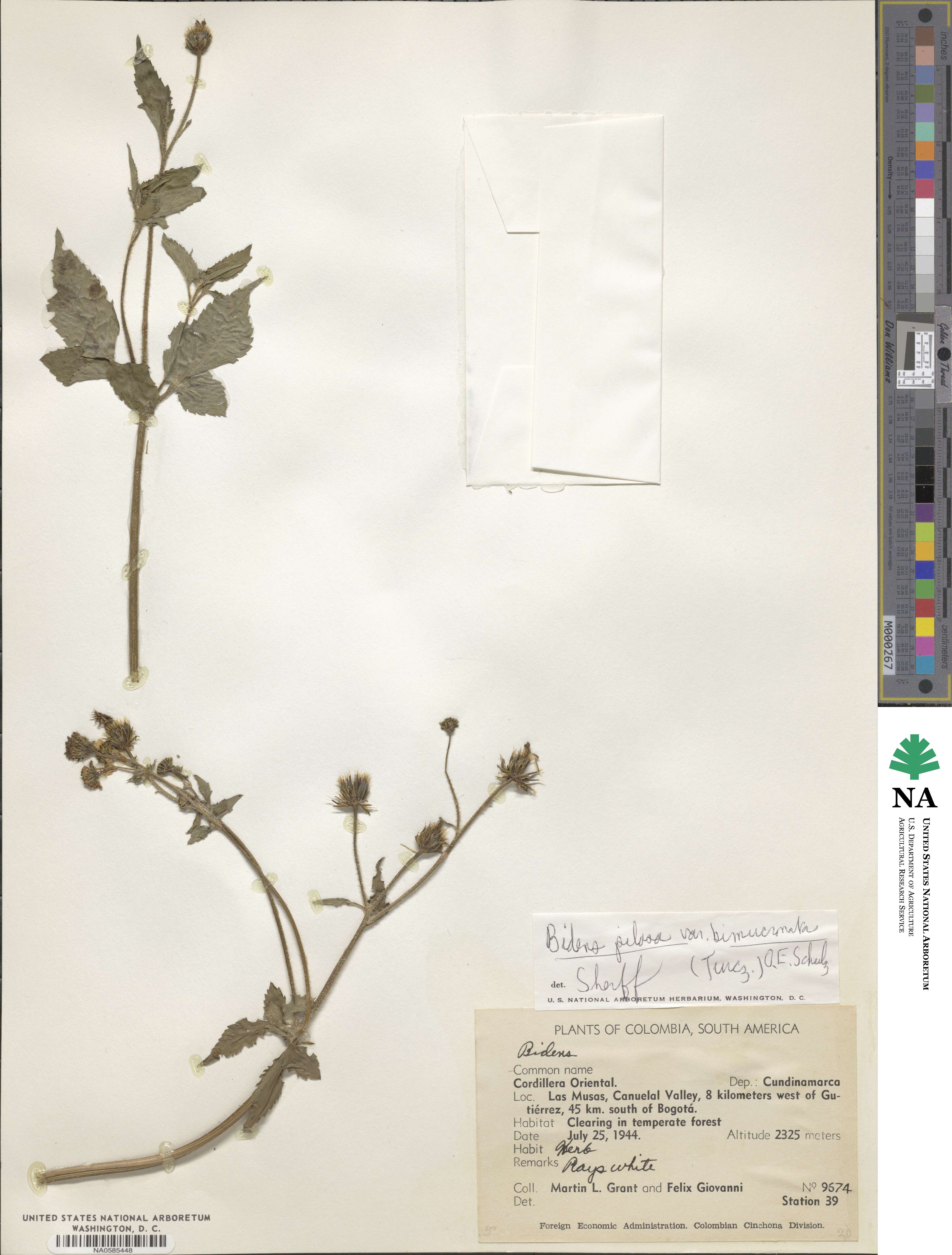 Bidens pilosa image