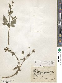 Bidens pilosa image