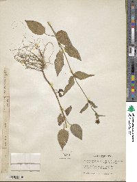 Bidens pilosa image