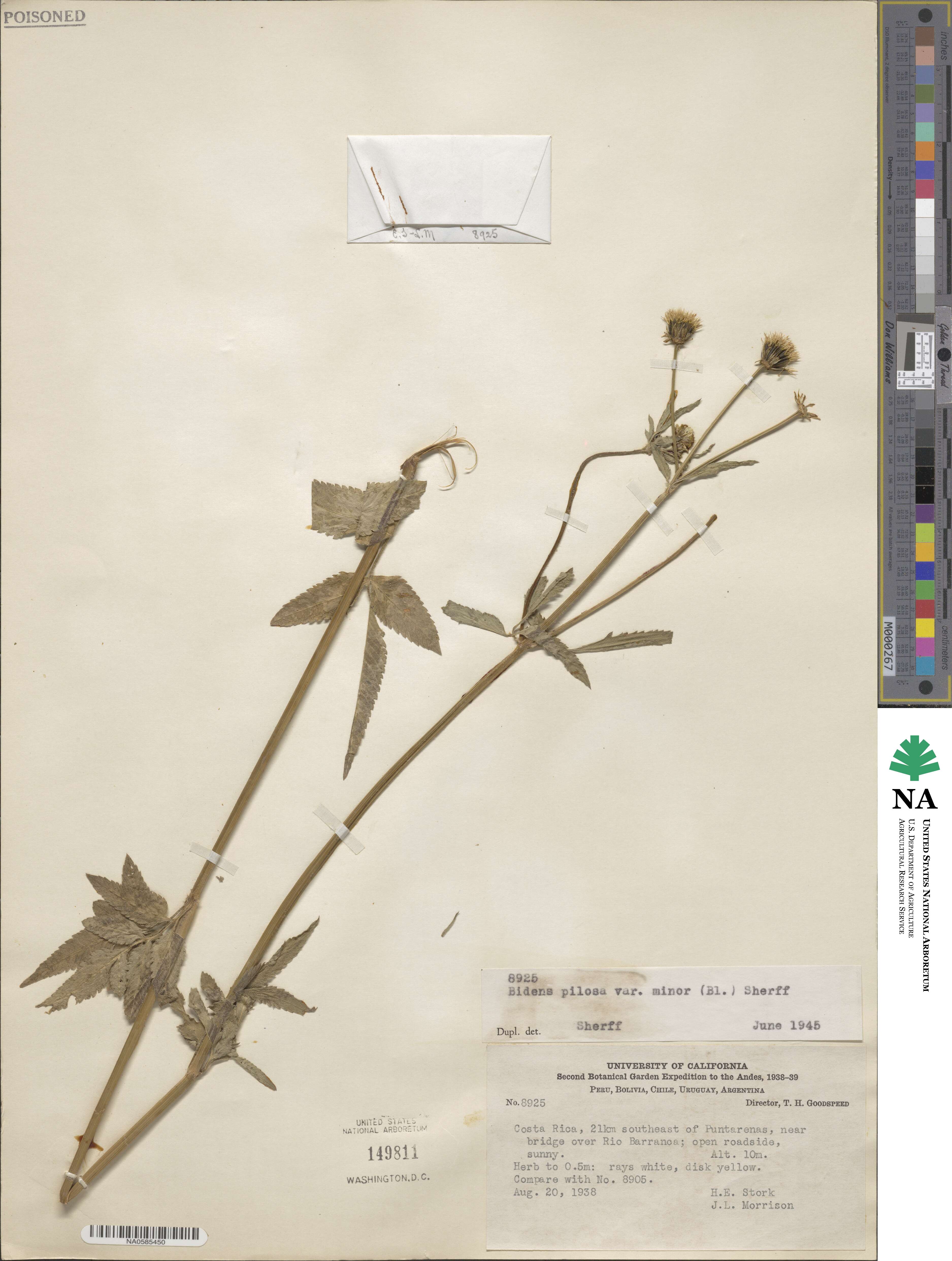 Bidens pilosa image