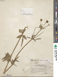 Bidens pilosa var. minor image