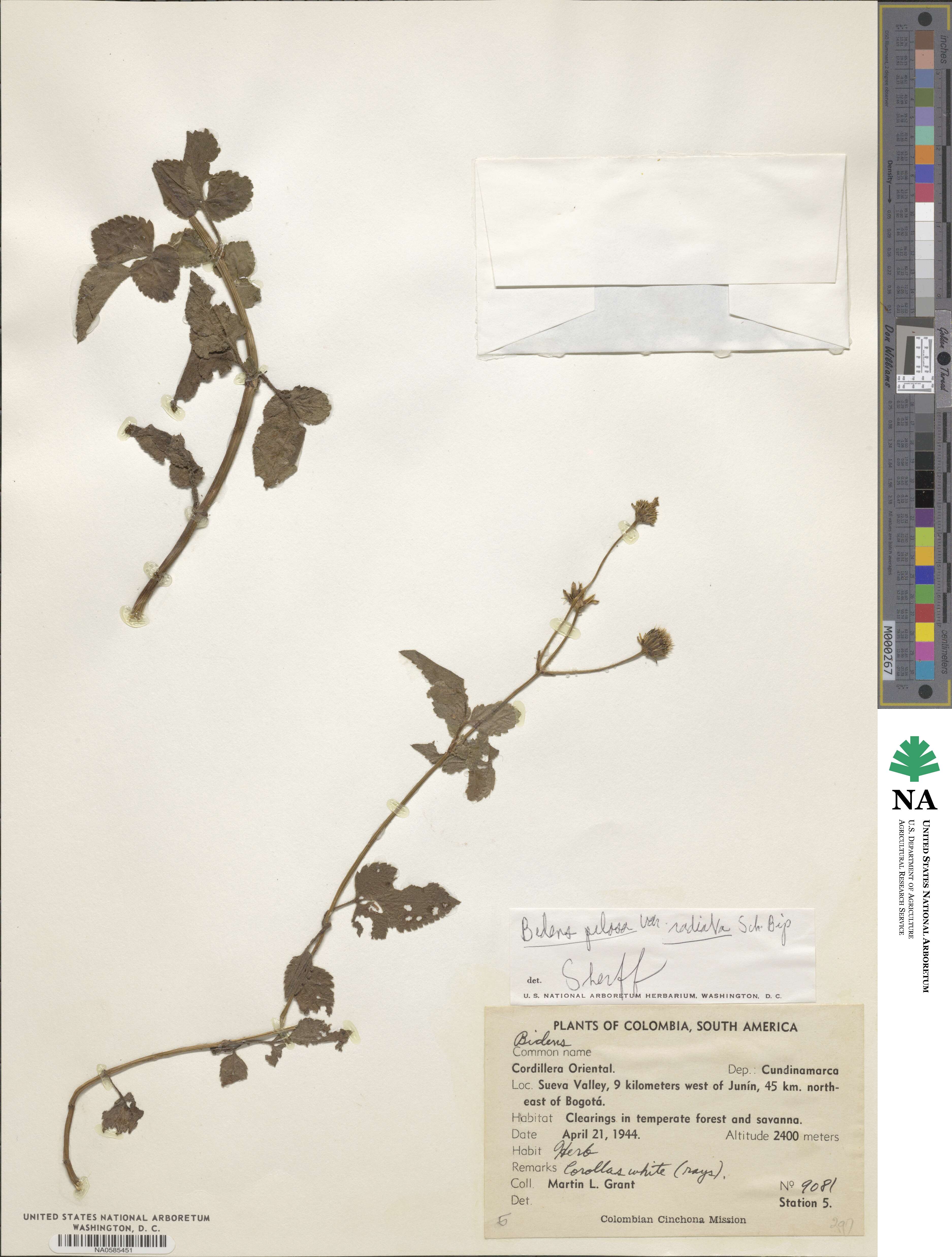 Bidens alba image