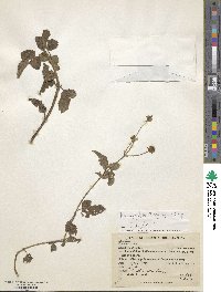 Bidens alba var. radiata image