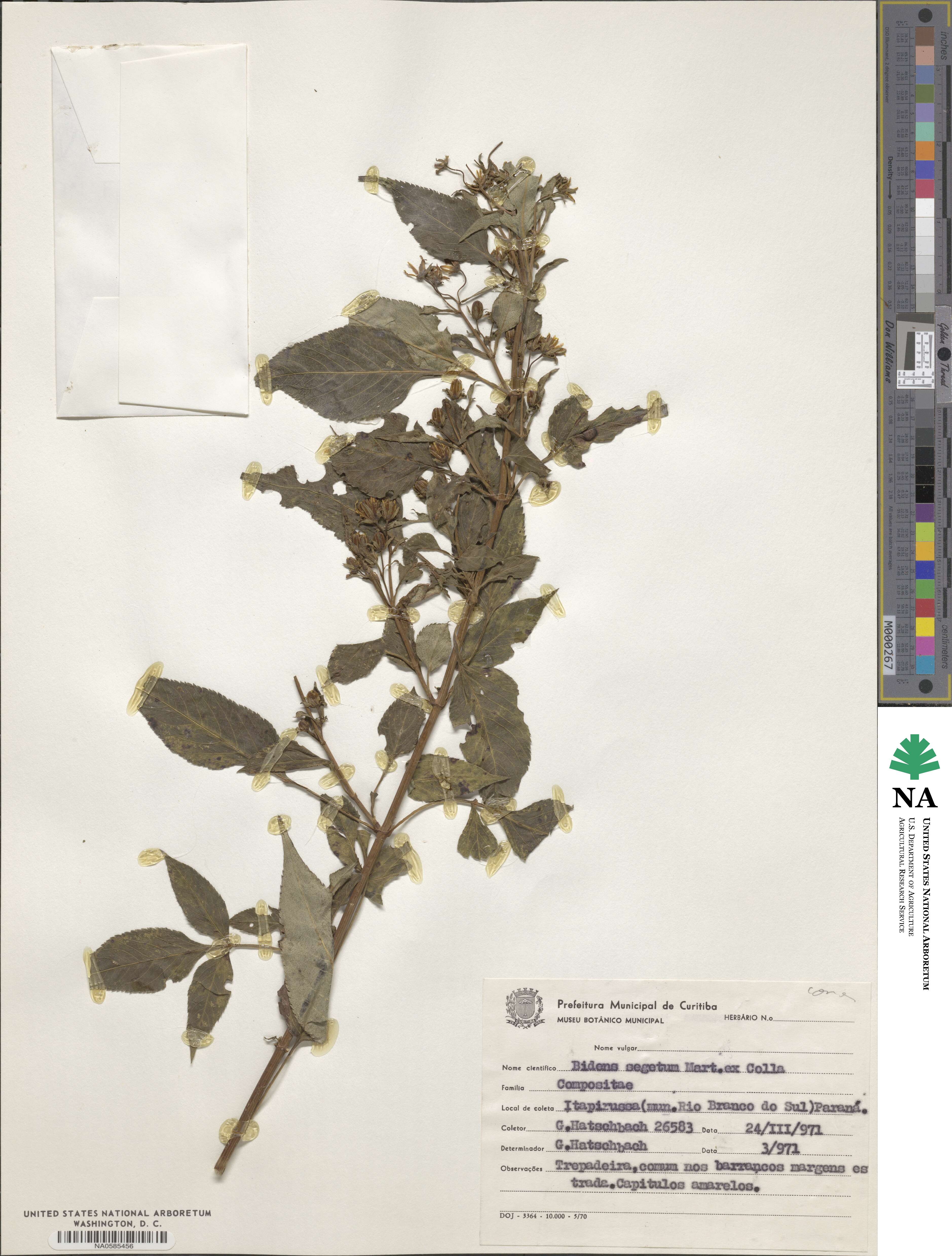 Bidens segetum image