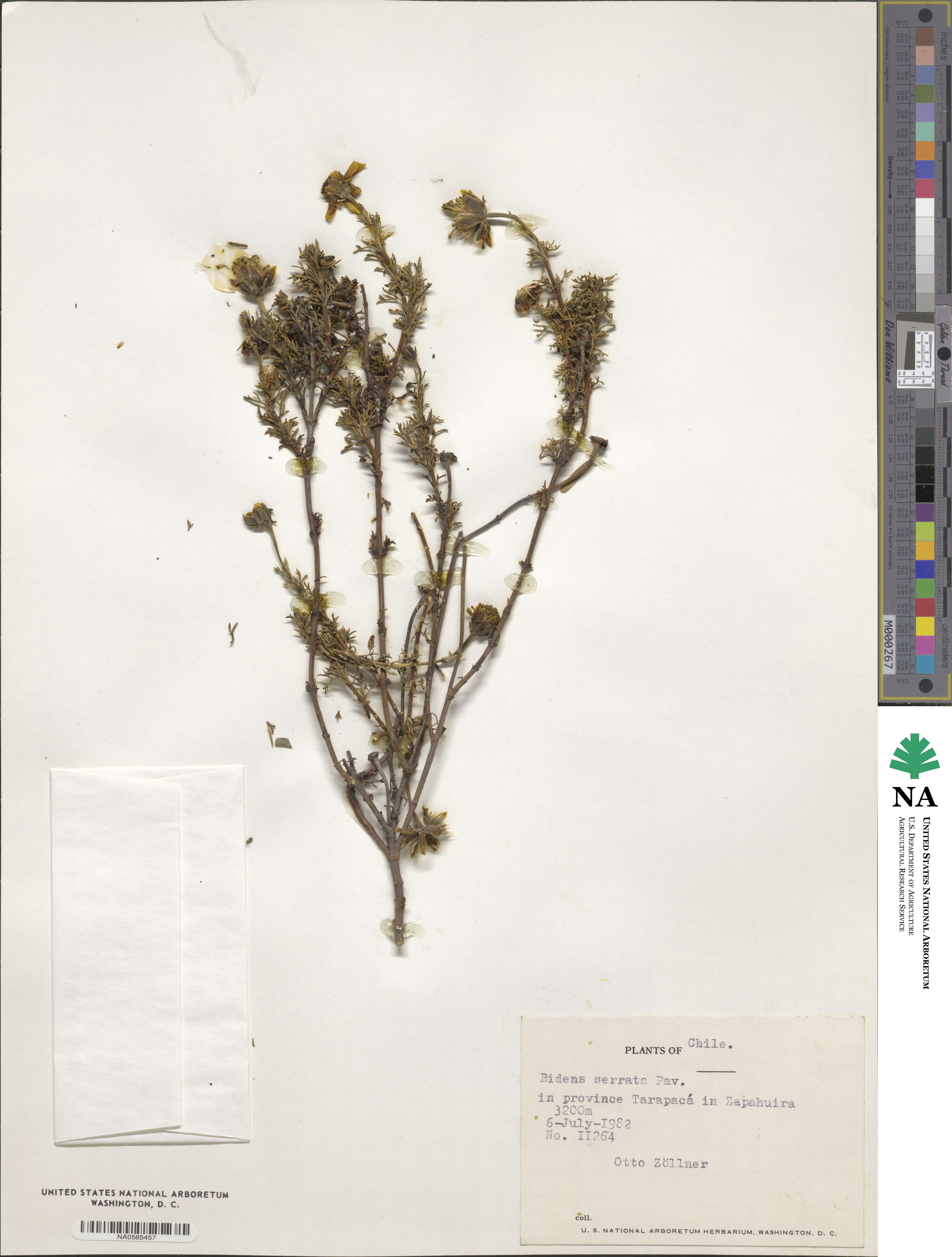 Bidens triplinervia image